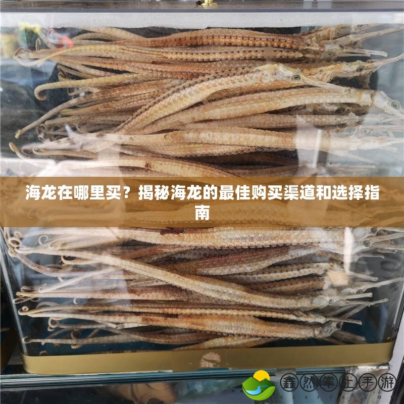 海龍在哪里買？揭秘海龍的最佳購買渠道和選擇指南