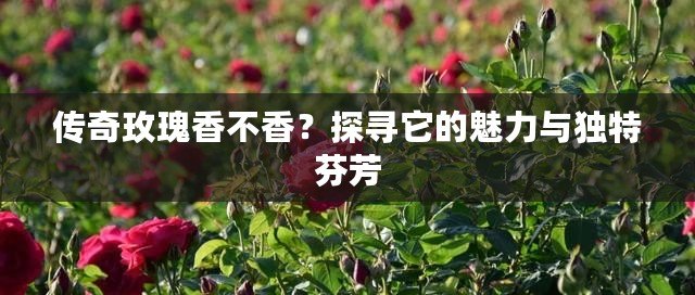 傳奇玫瑰香不香？探尋它的魅力與獨(dú)特芬芳